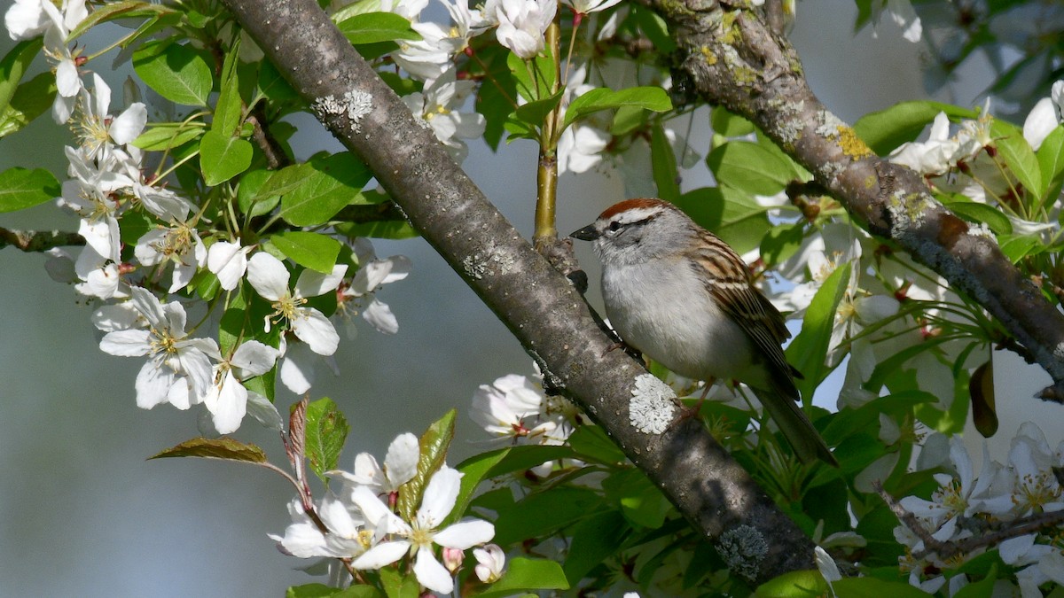 Chipping Sparrow - ML569327011