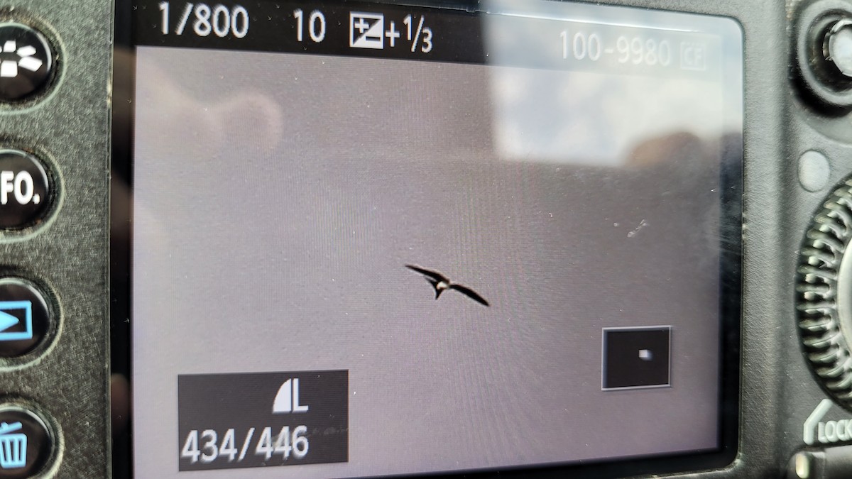 Swallow-tailed Kite - Steve Glover