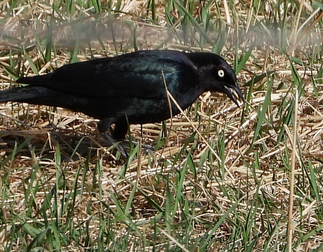 Brewer's Blackbird - ML569328121