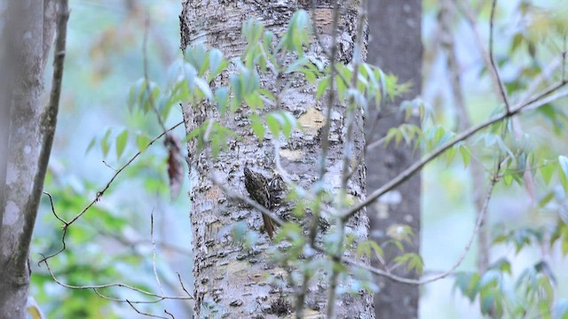 Sikkim Treecreeper - ML569328331