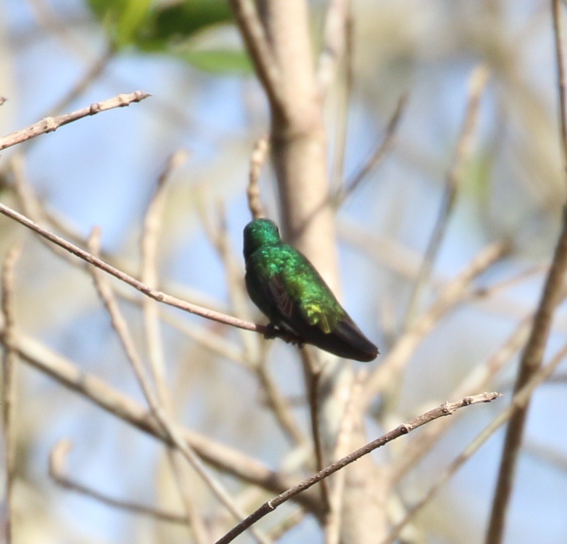 Green-throated Mango - ML569328531