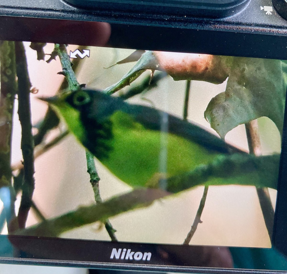 Canada Warbler - ML569328581