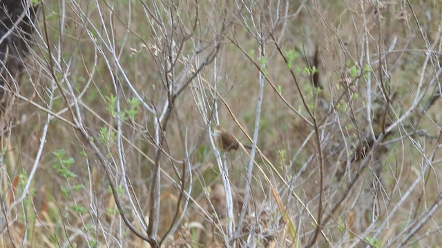 Brown Bush Warbler - ML569329171