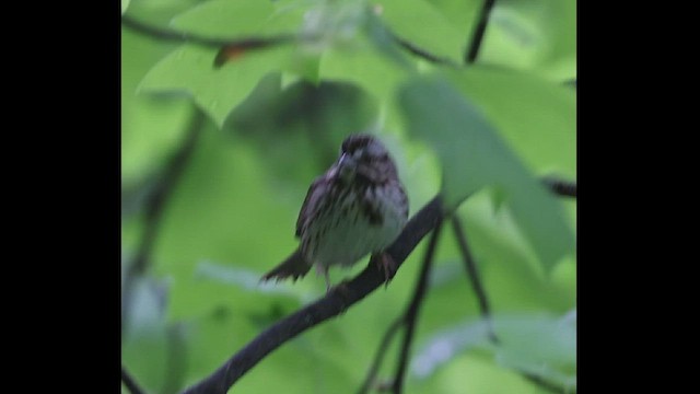 Song Sparrow - ML569329441