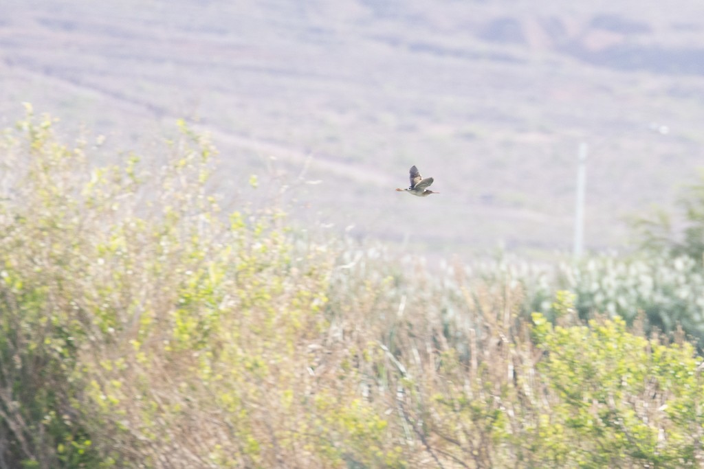 Least Bittern - ML569329561