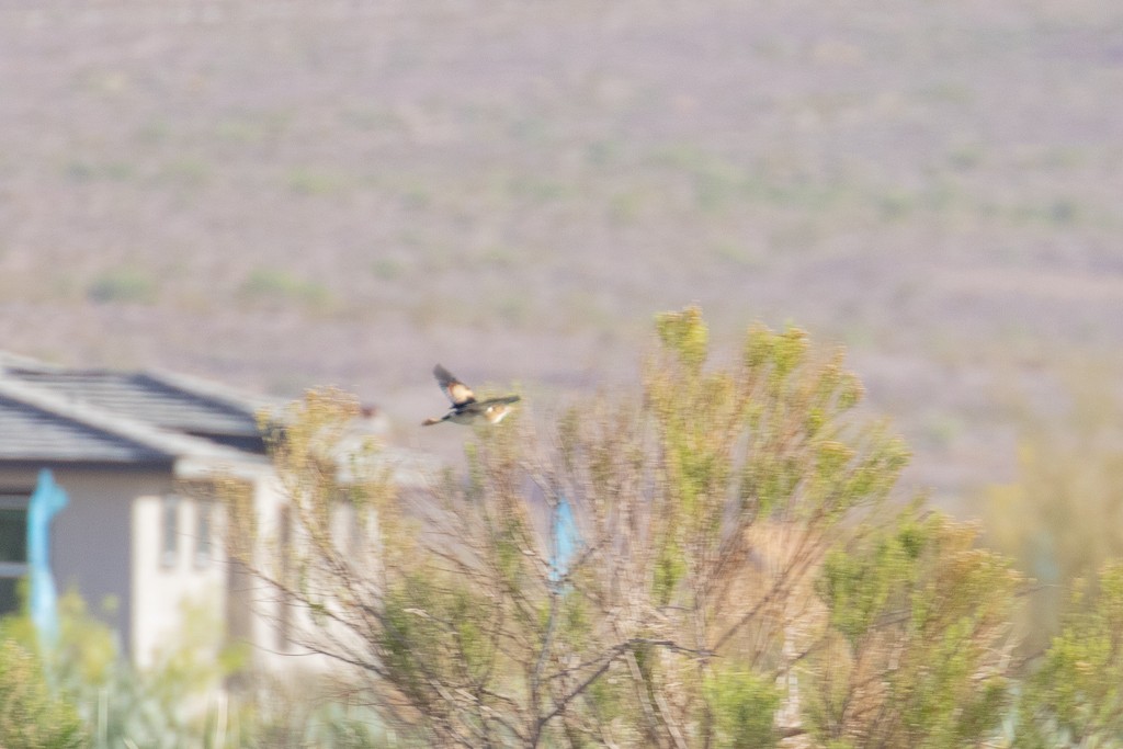 Least Bittern - ML569329591