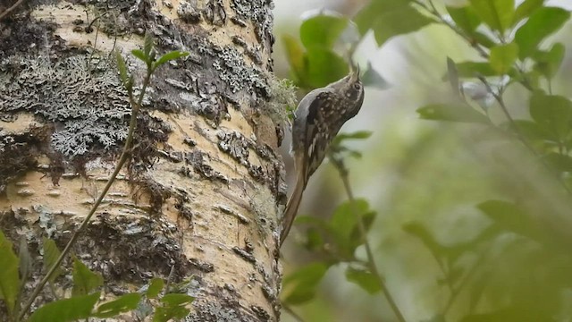 Sikkim Treecreeper - ML569329621