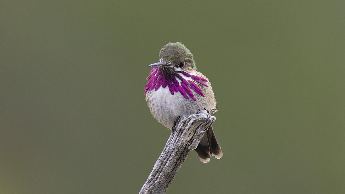 Calliope Hummingbird - ML569330831