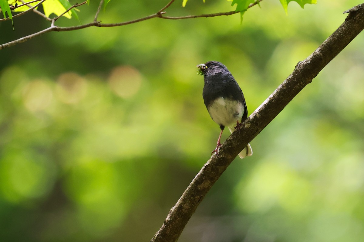 Dark-eyed Junco - ML569330951