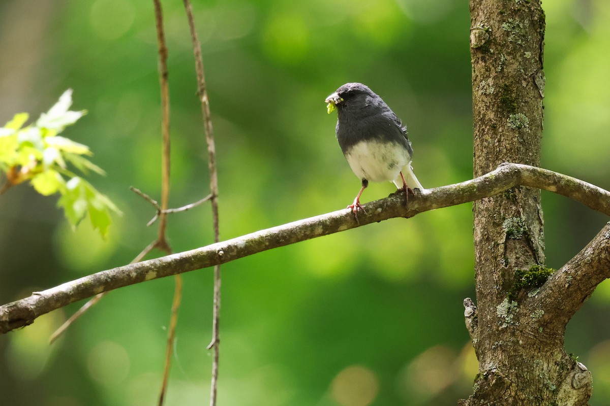 Junco Ojioscuro - ML569330961