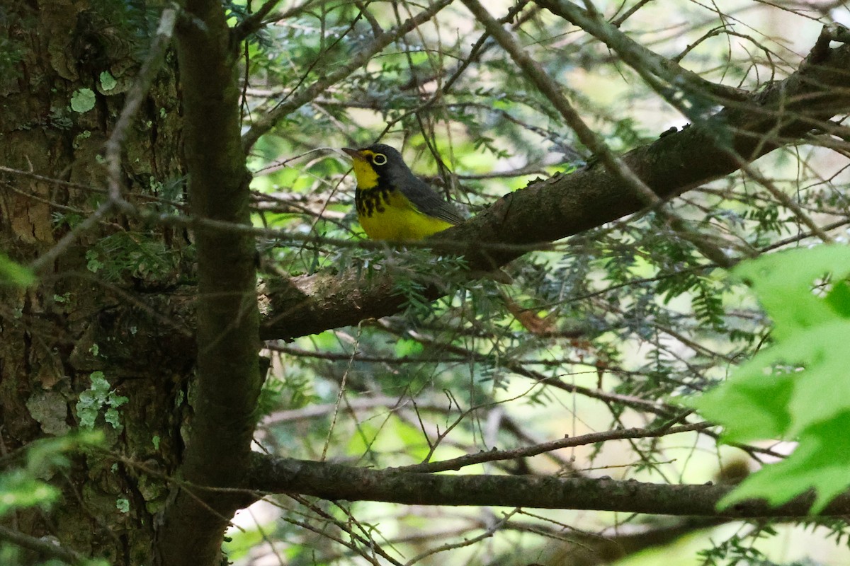 Canada Warbler - ML569331161