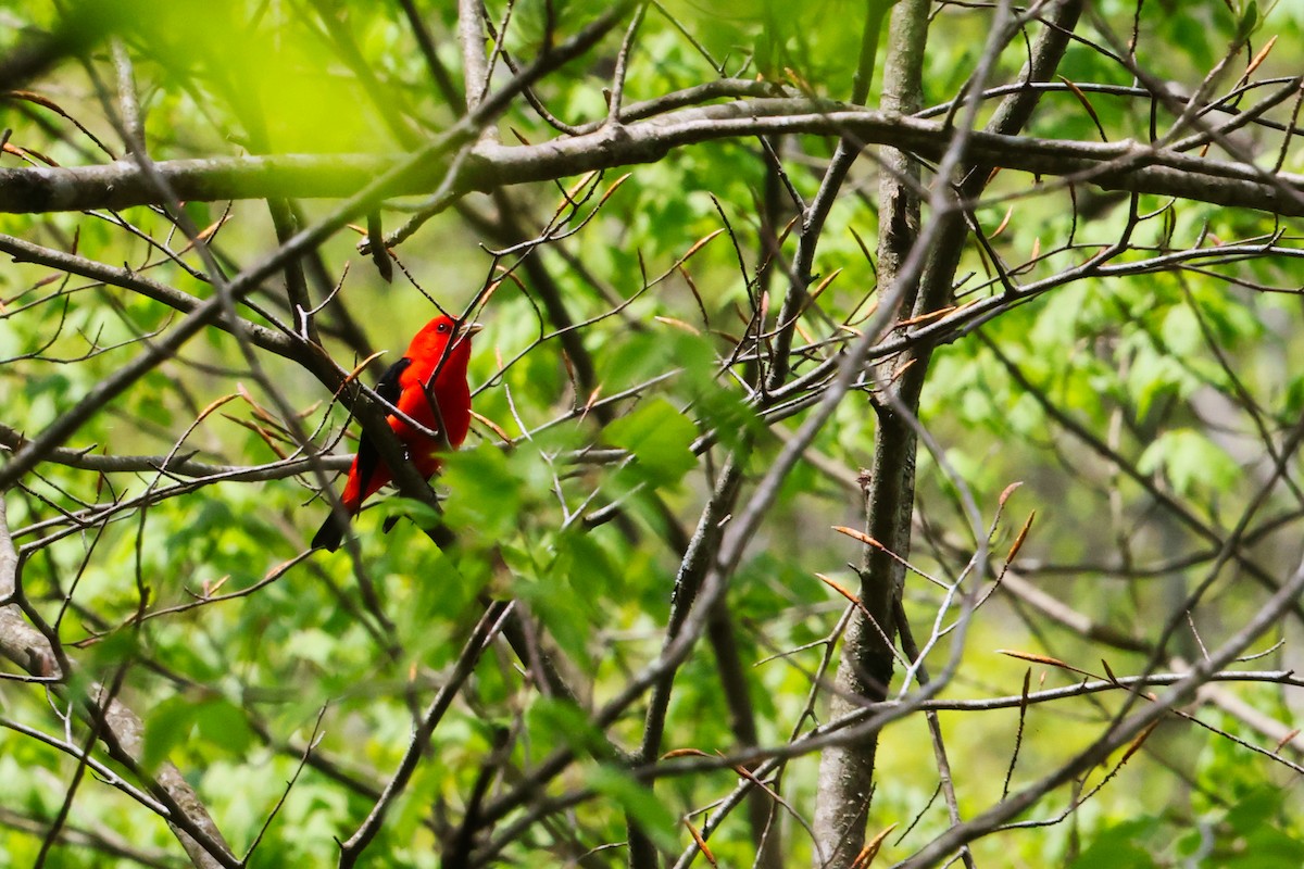 Scarlet Tanager - ML569331311