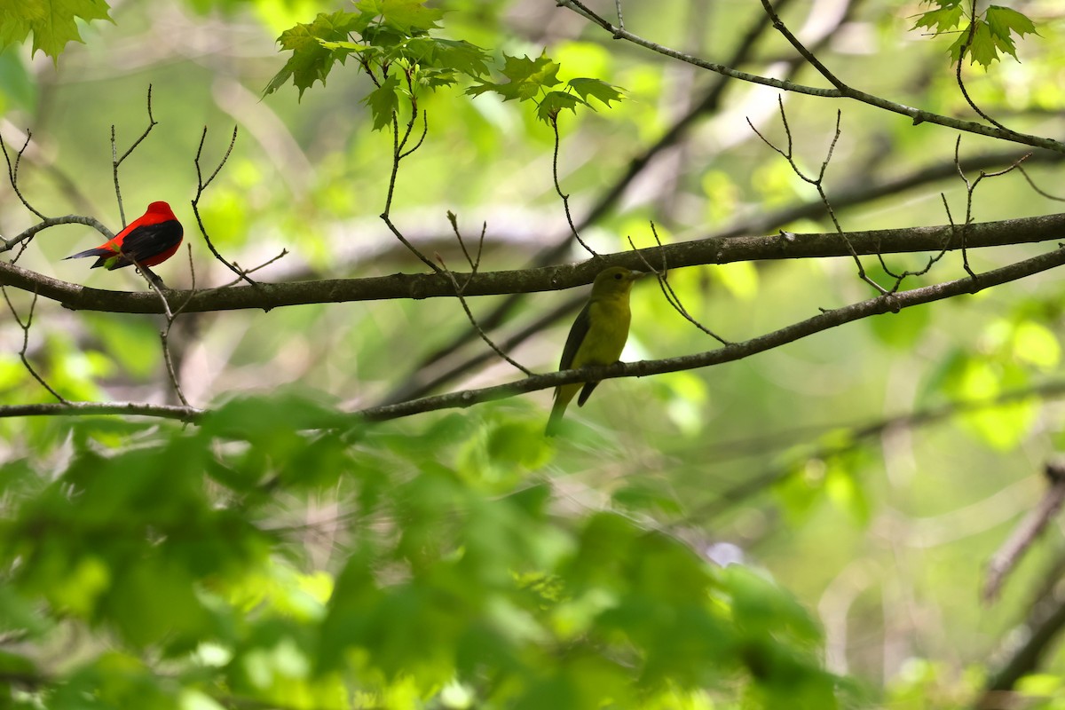 Scarlet Tanager - ML569331321