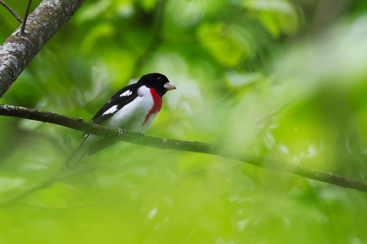 Rose-breasted Grosbeak - ML569331391