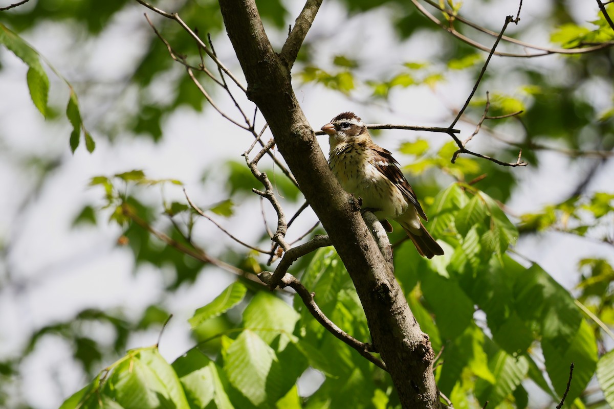 Rose-breasted Grosbeak - ML569331401