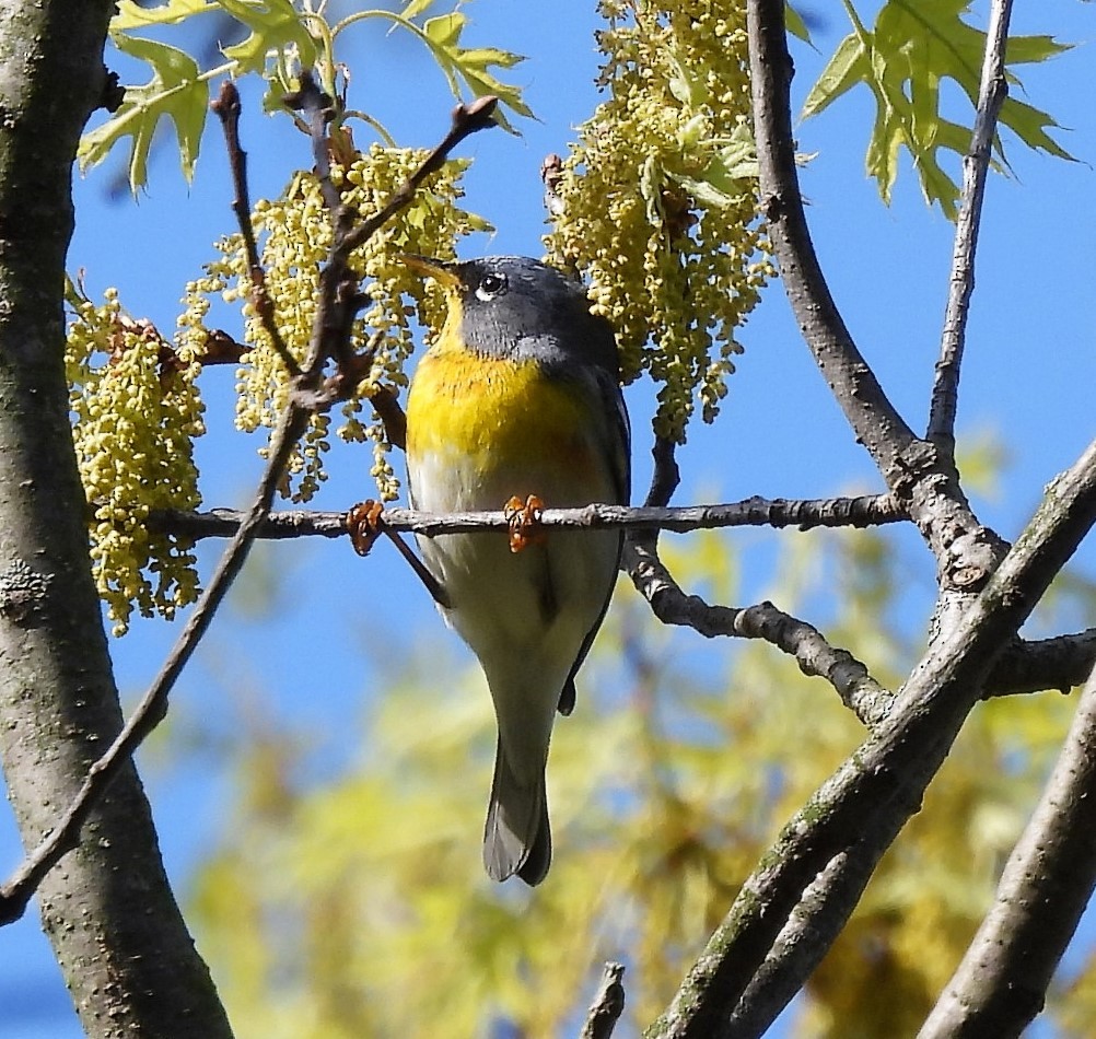 Northern Parula - ML569331591