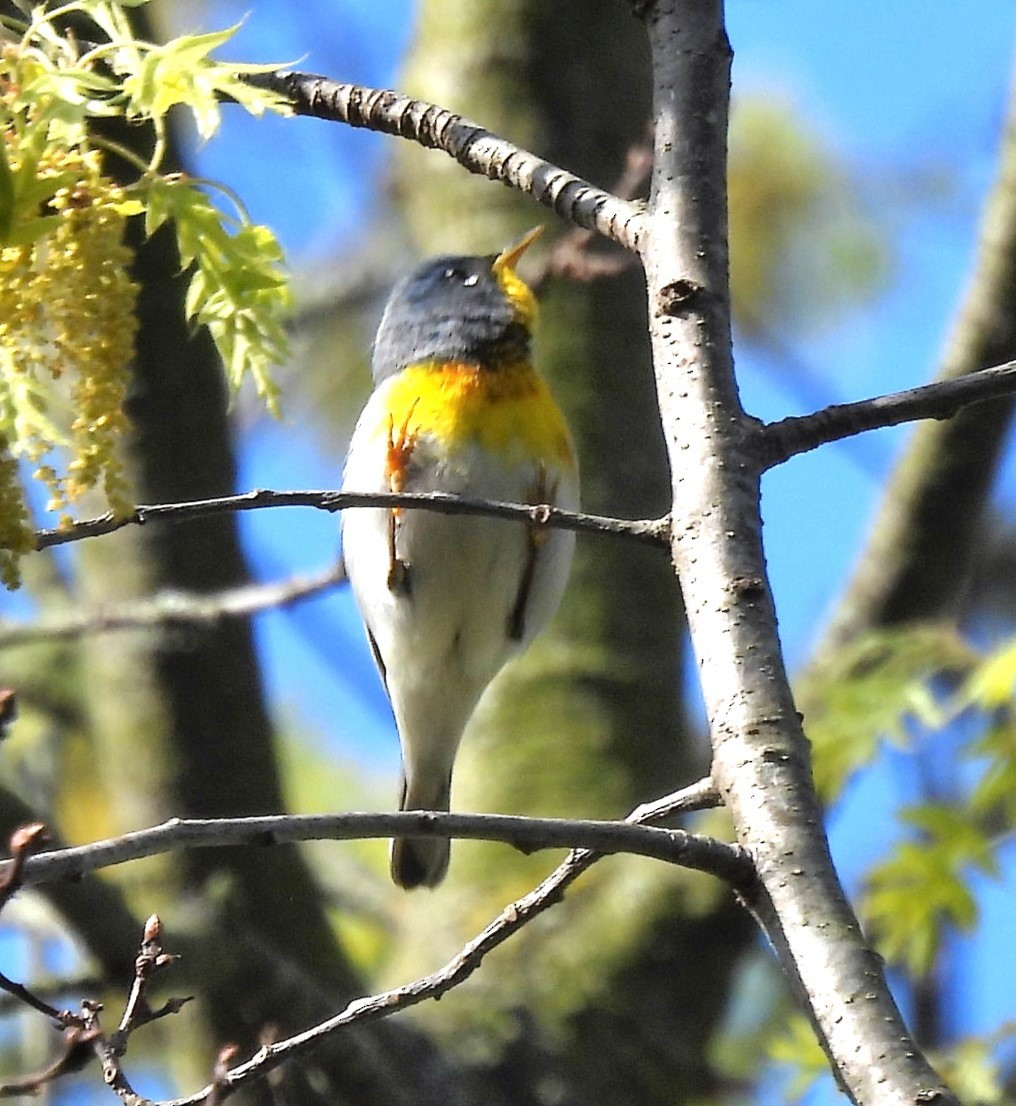 Northern Parula - ML569331601