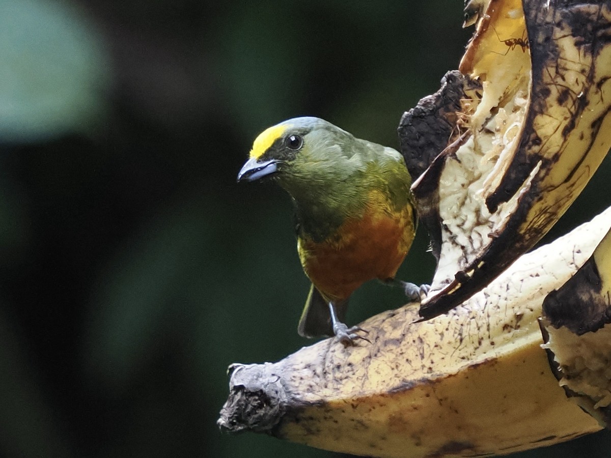 Olive-backed Euphonia - michael Beer