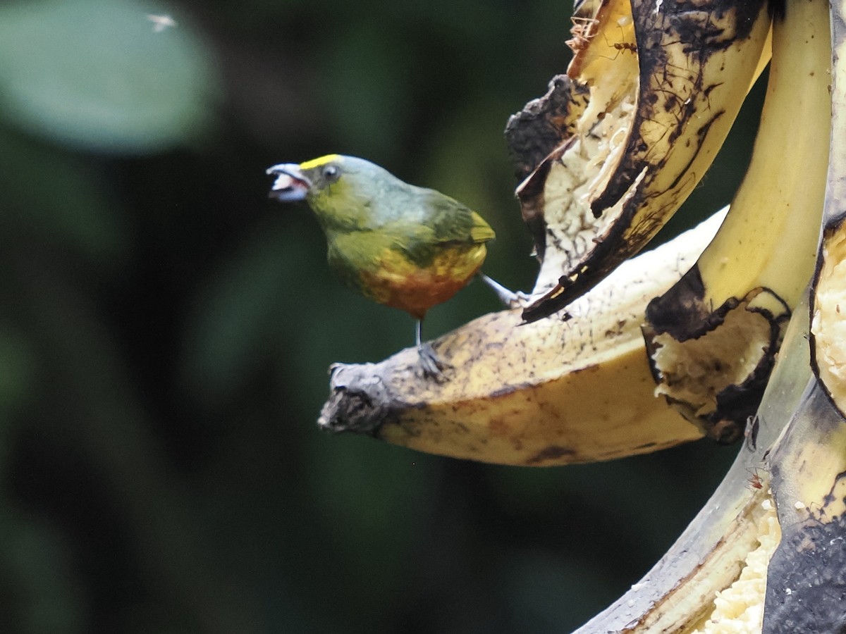 Olive-backed Euphonia - ML569331871