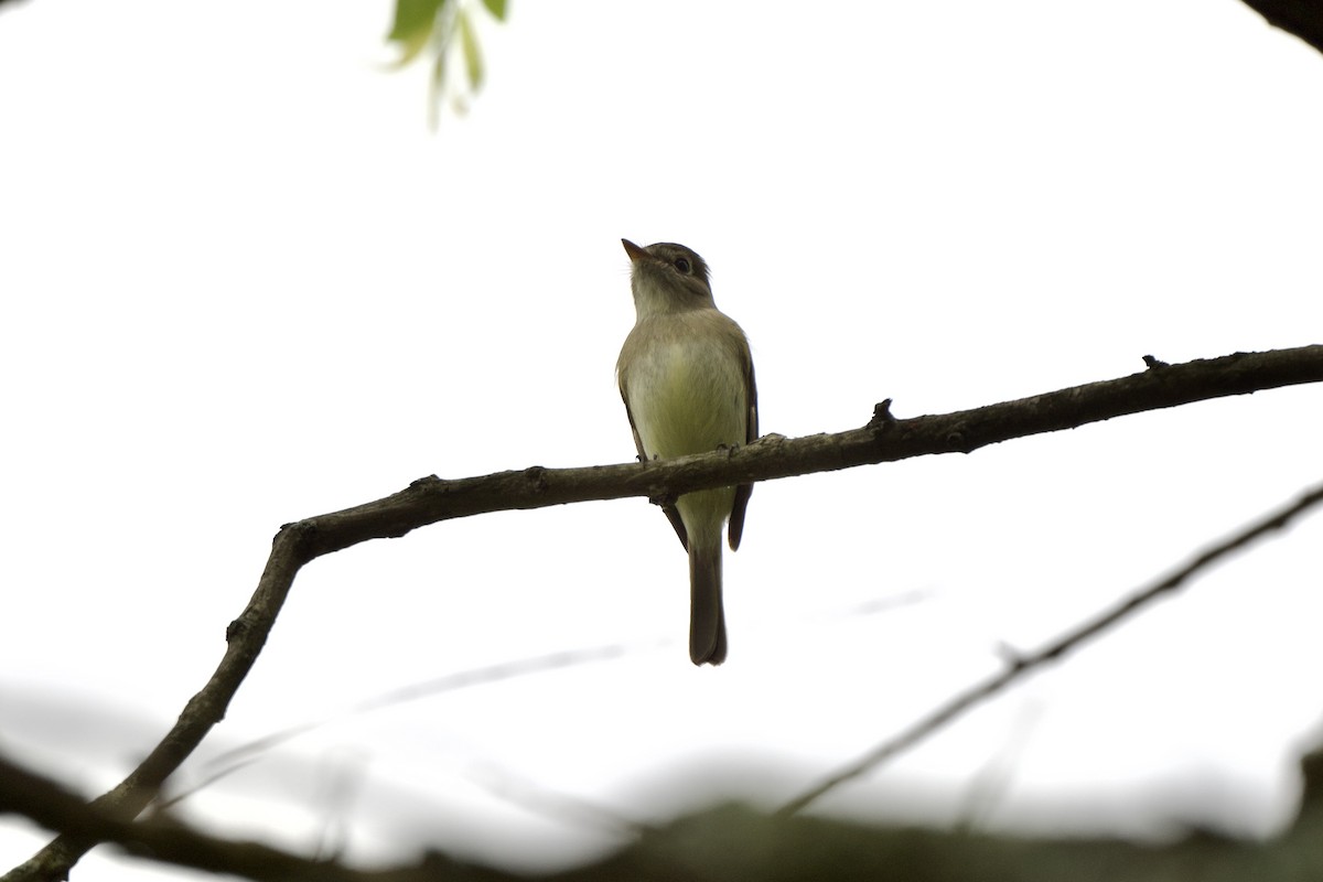 Least Flycatcher - ML569332011