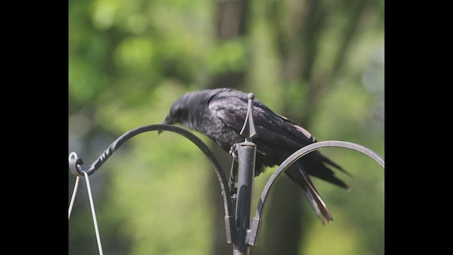 American Crow - ML569332521
