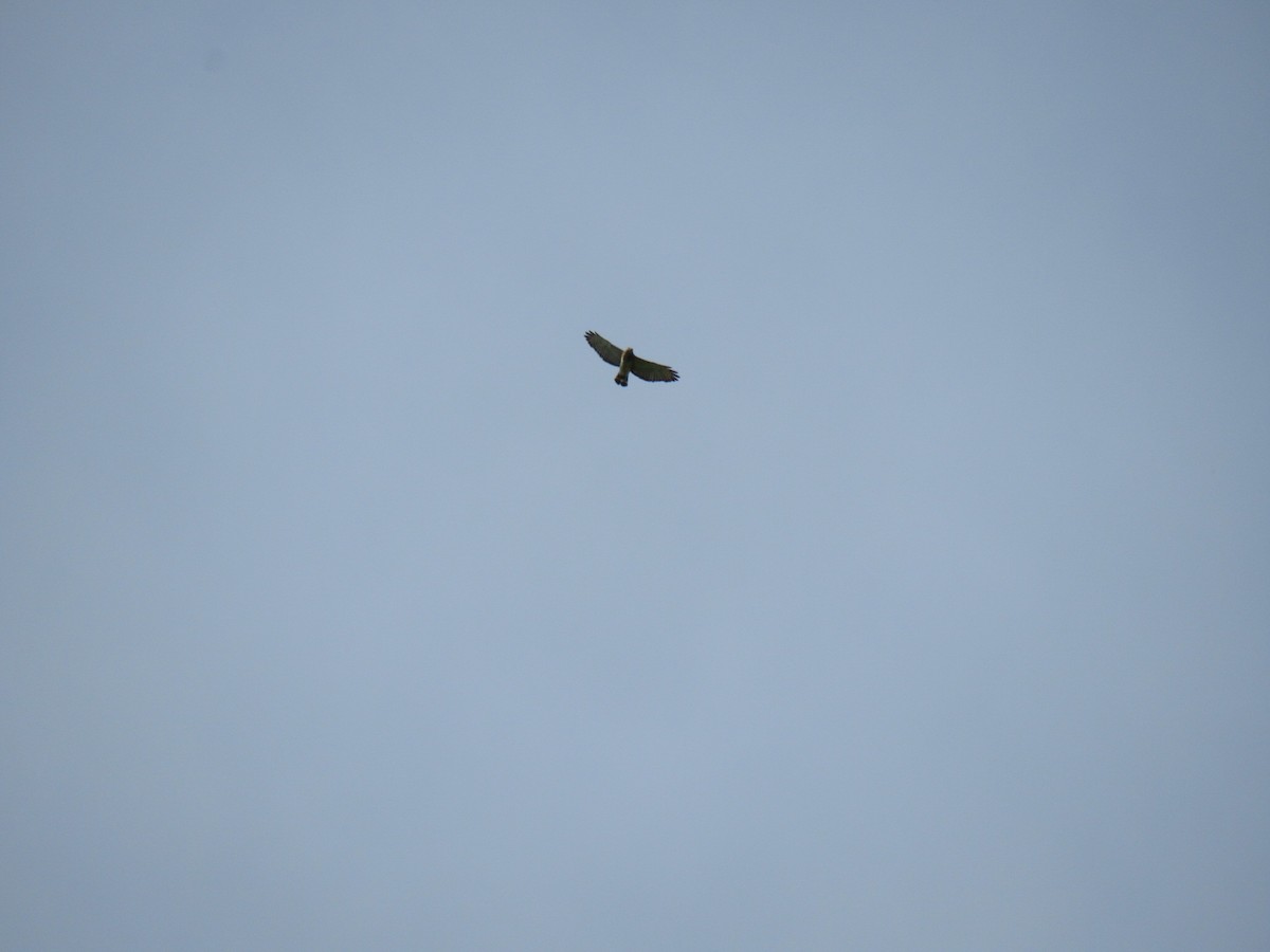 Broad-winged Hawk - pete wrublewski