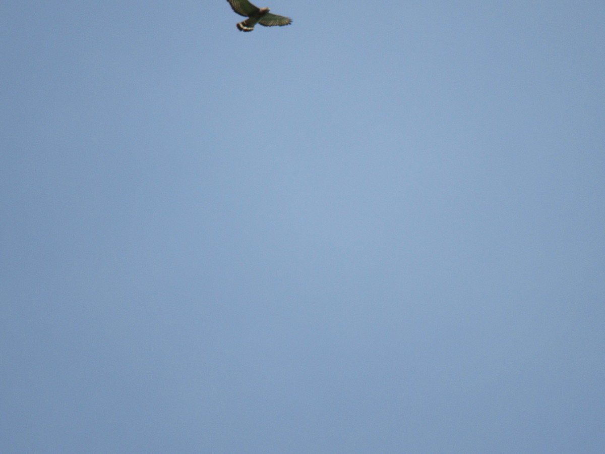 Broad-winged Hawk - pete wrublewski