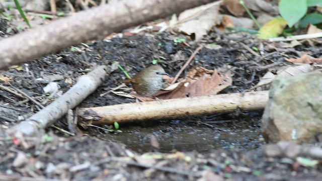 Chin Hills Wren-Babbler - ML569333991