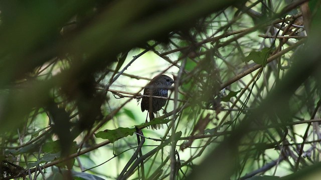 Chin Hills Wren-Babbler - ML569335241