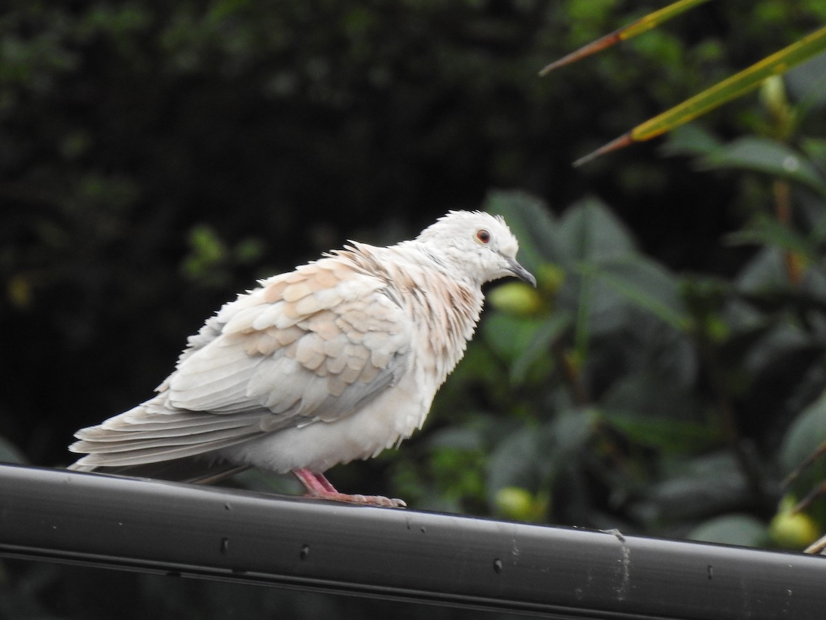 African Collared-Dove - ML569335651