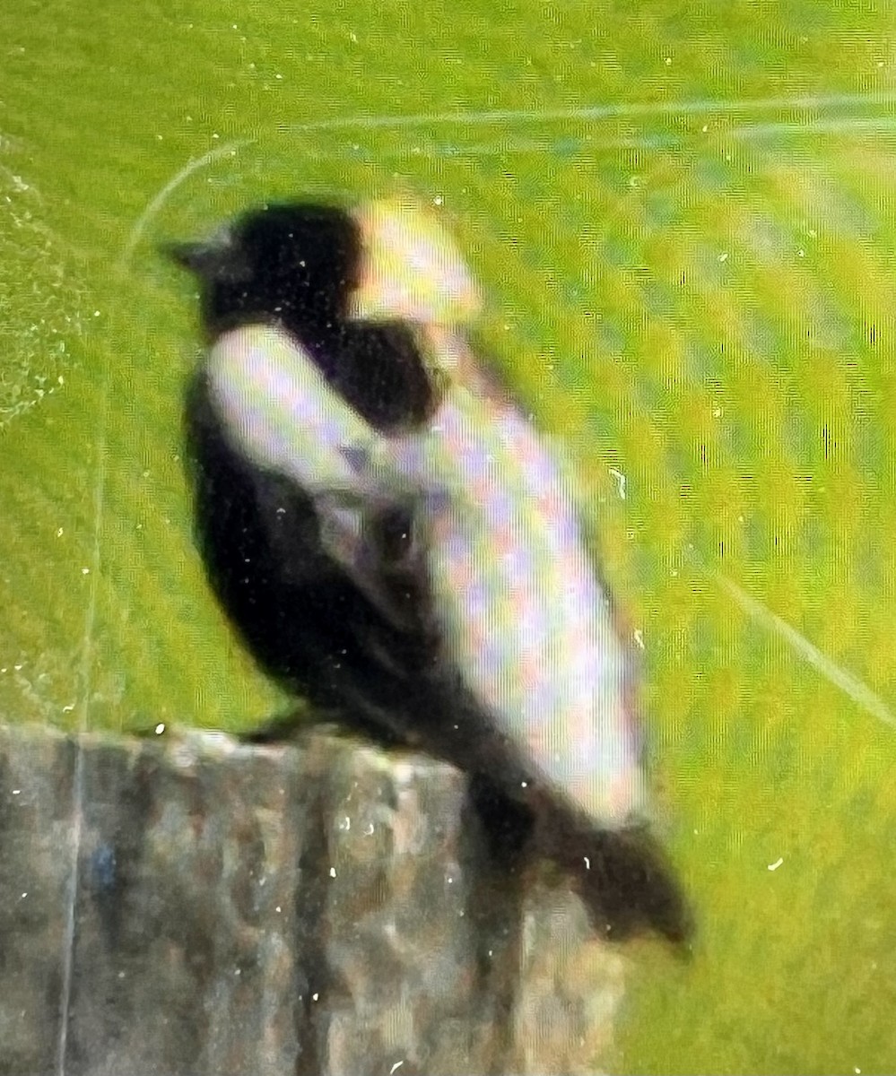 Bobolink - ML569336411