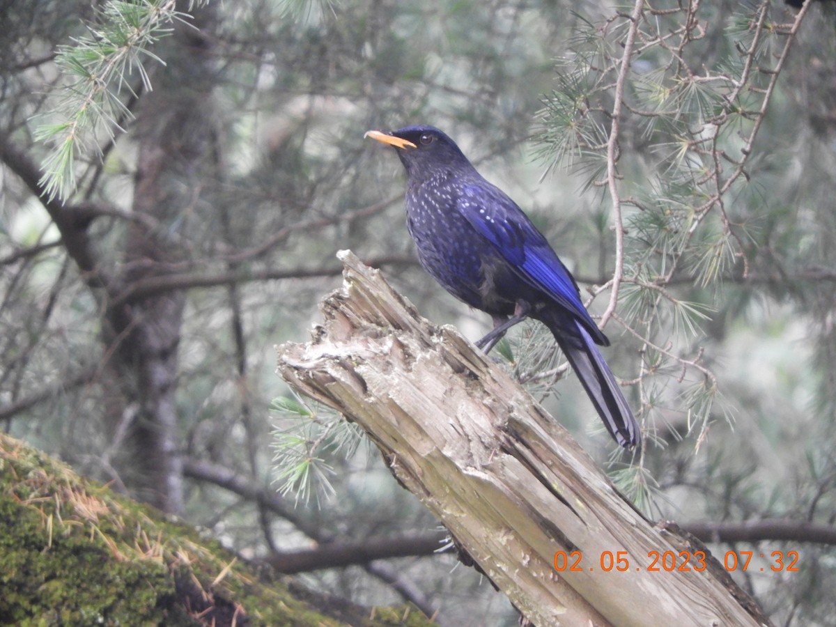 Blue Whistling-Thrush - Manjeet Kaur Bal