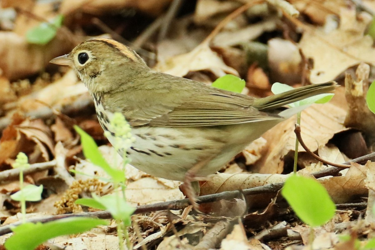 Ovenbird - michael vedder