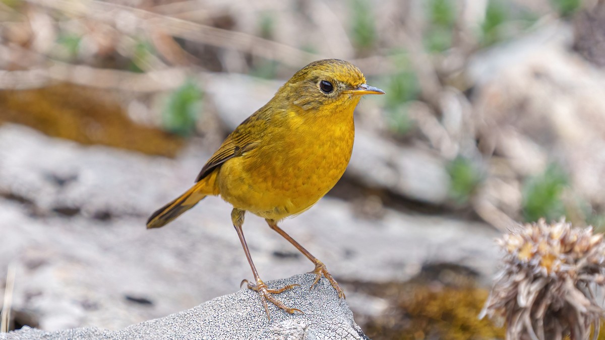 Golden Bush-Robin - ML569337101