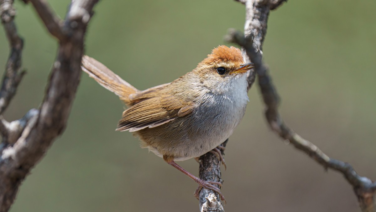 Gray-sided Bush Warbler - ML569337201