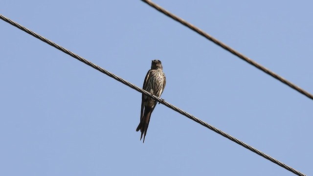 Eastern Red-rumped Swallow (Striated) - ML569337281
