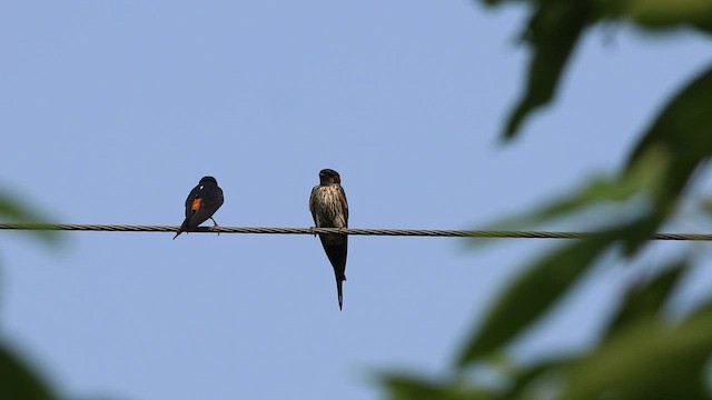 Eastern Red-rumped Swallow (Striated) - ML569337291