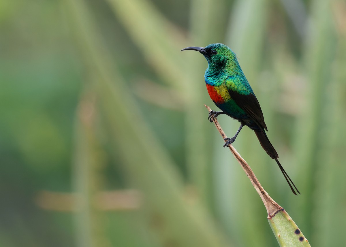 Beautiful Sunbird - Ayuwat Jearwattanakanok