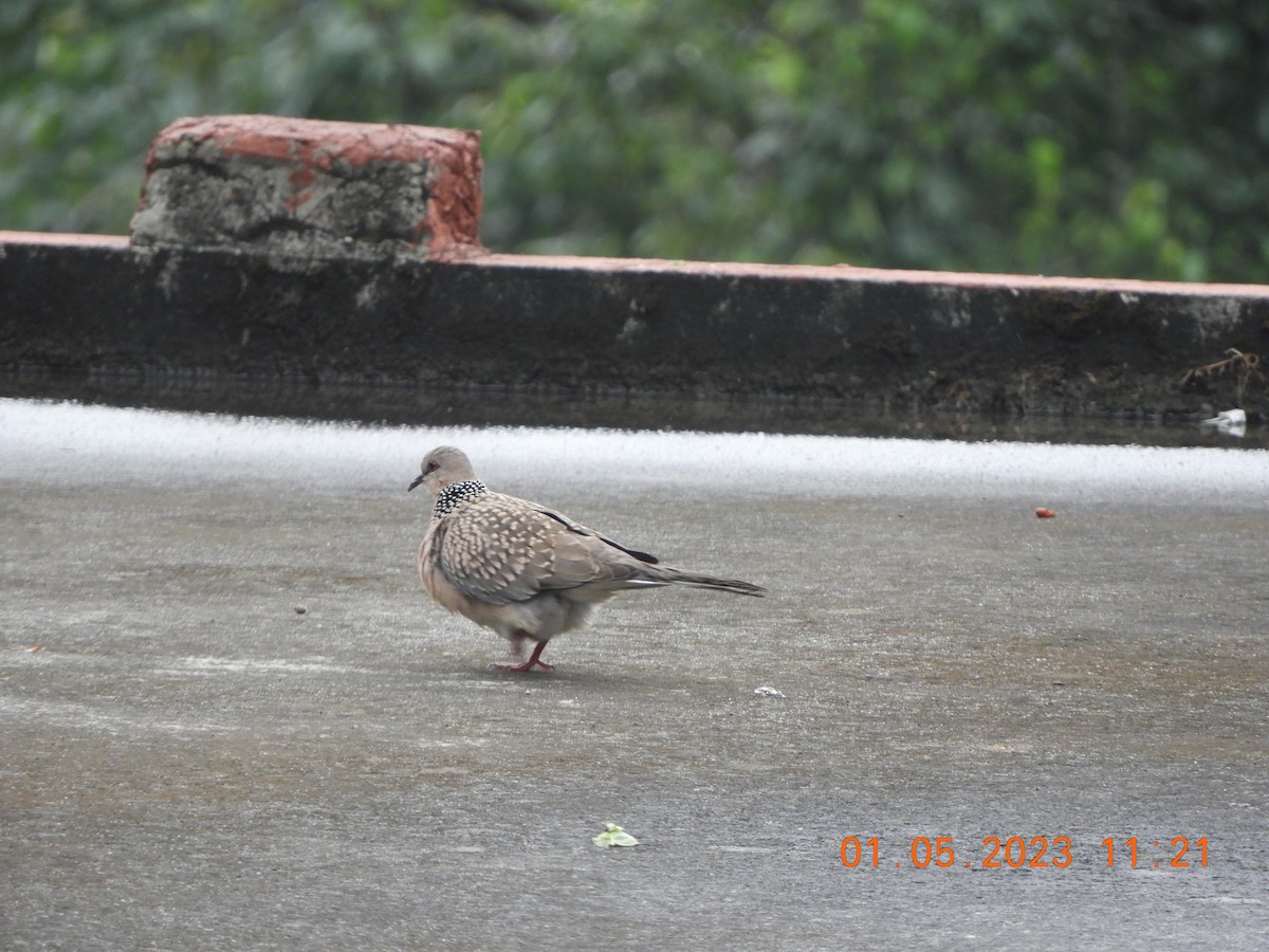 Spotted Dove - Manjeet Kaur Bal