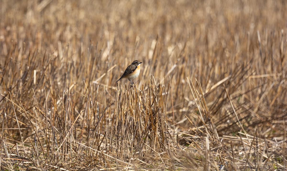 Whinchat - ML569342151