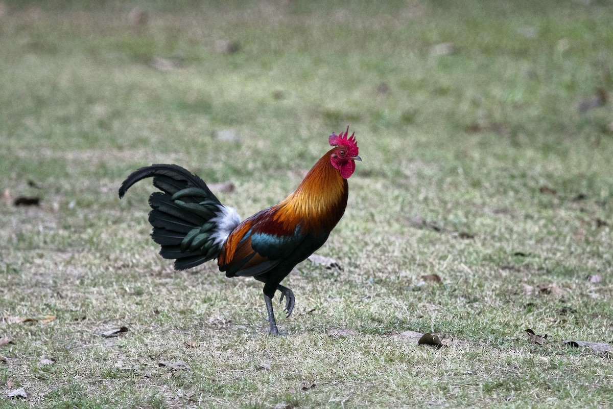 Red Junglefowl - ML569342301