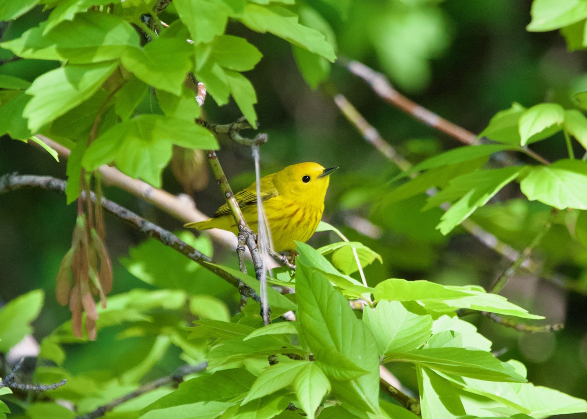 Yellow Warbler - Claire  Halpin