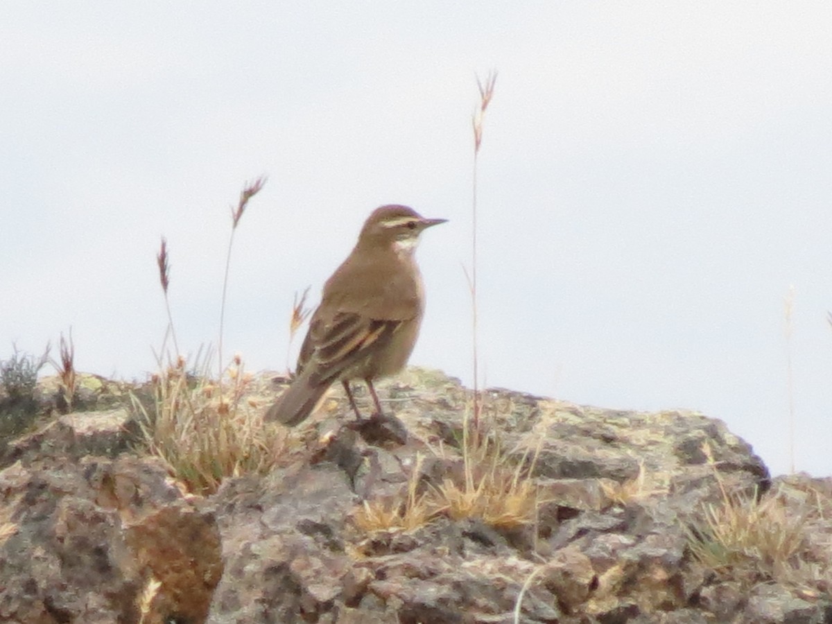 Buff-winged Cinclodes - ML56934441