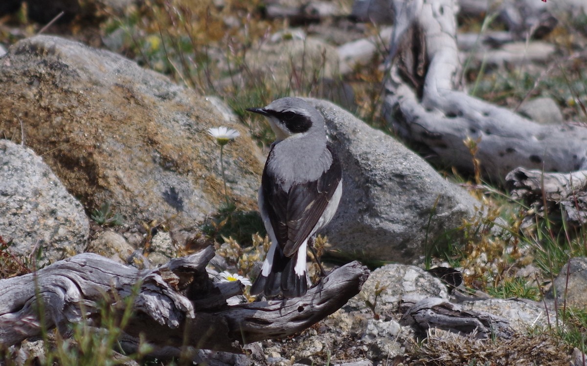 Northern Wheatear - ML569345031