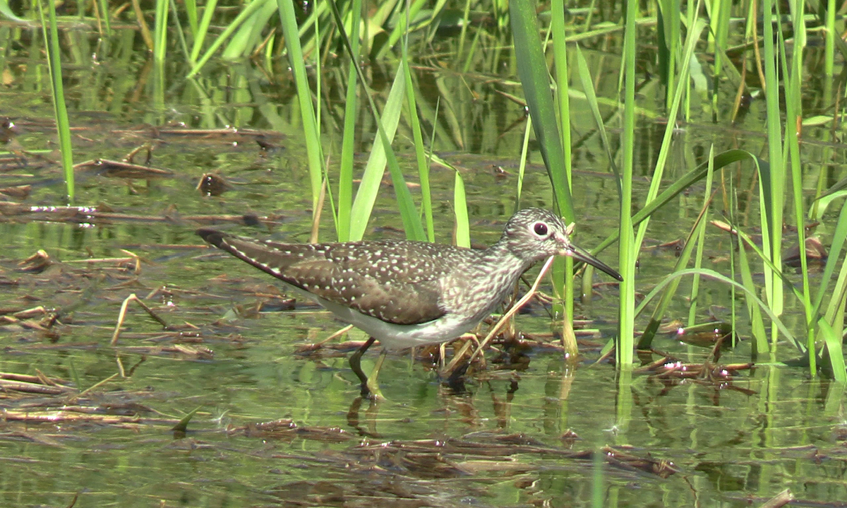 eremittsnipe - ML569345291
