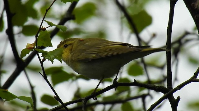 Mosquitero Silbador - ML569347051