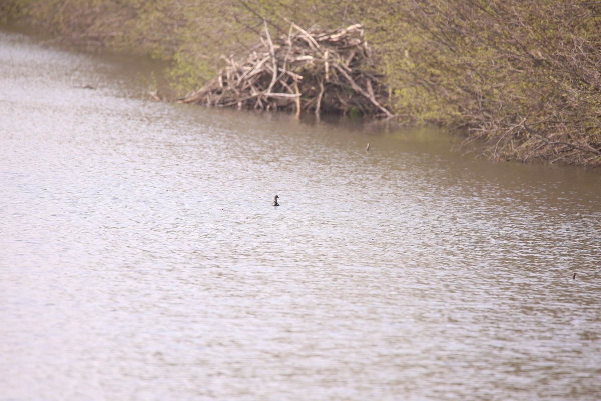 Gallinule d'Amérique - ML569347241