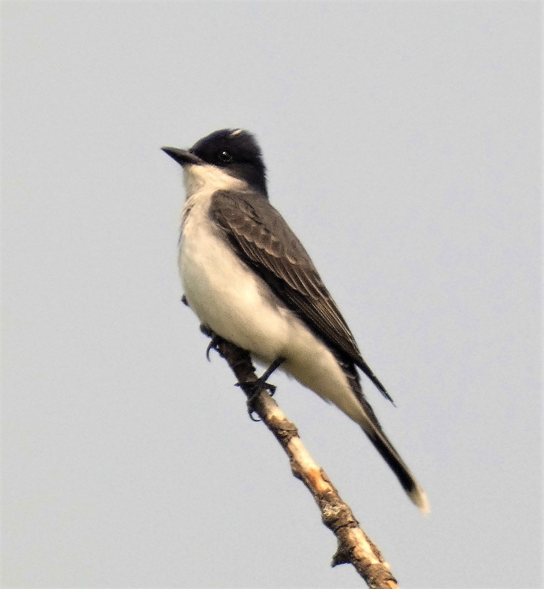 Eastern Kingbird - ML569349361