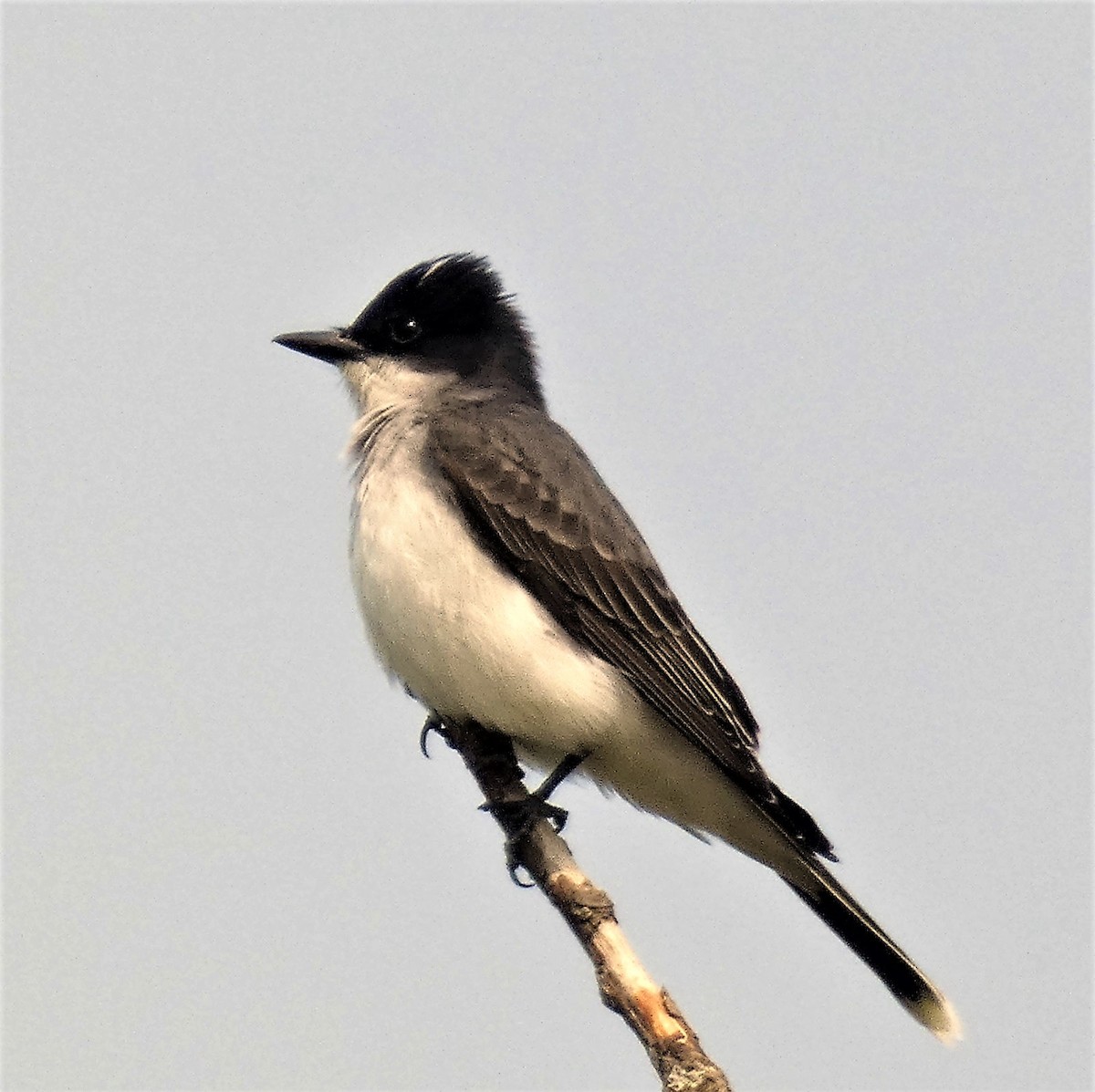 Eastern Kingbird - ML569349371