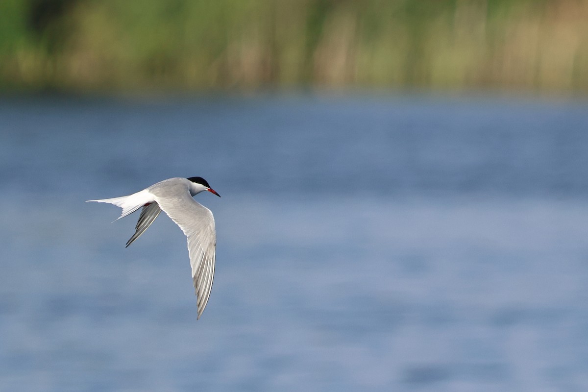 שחפית ים - ML569349641